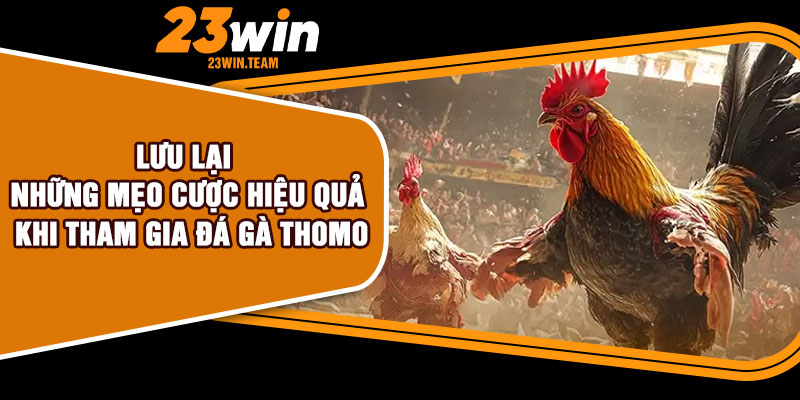 Lưu lại những mẹo cược hiệu quả khi tham gia đá gà Thomo